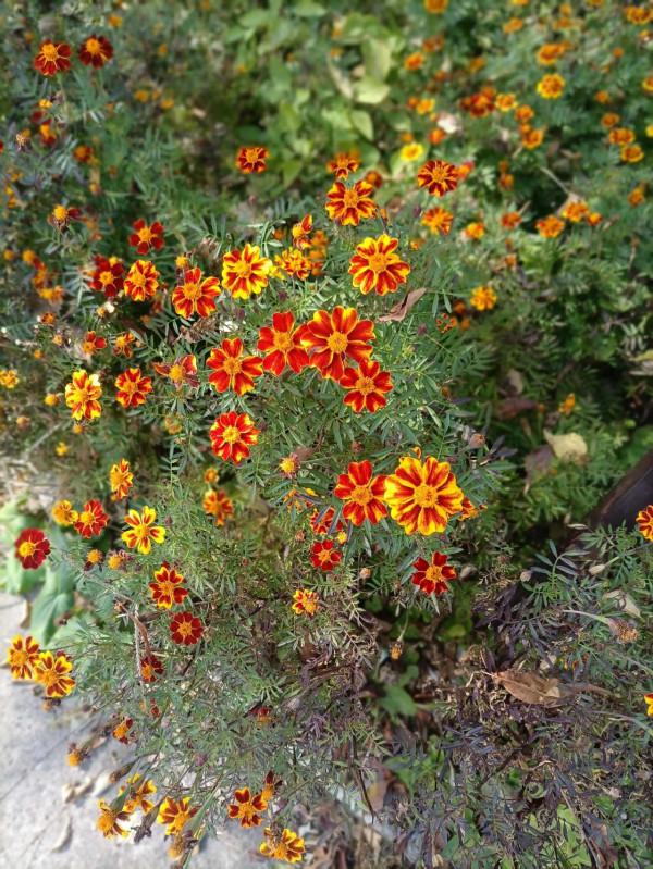 北京秋季賞景再推薦，蘇家坨鷲峰森林公園
