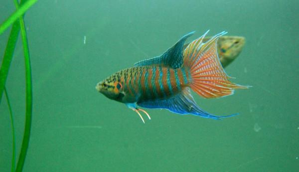 中國原生觀賞魚之叉尾鬥魚 中國原生觀賞魚之叉尾鬥魚