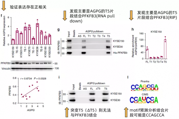 讓你的lncRNA擺脫miRNA的束縛(完結篇) 讓你的lncRNA擺脫miRNA的束縛(完結篇)