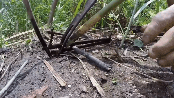 現實版人猿泰山去世!叢林生活41年,迴歸社會被食品害死? 現實版人猿泰山去世!叢林生活41年,迴歸社會被食品害死?