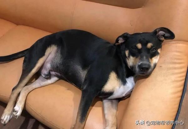 流浪狗自己選主人,最後還嫌棄主人了!主人:“我也太難了吧!” 流浪狗自己選主人,最後還嫌棄主人了!主人:“我也太難了吧!”