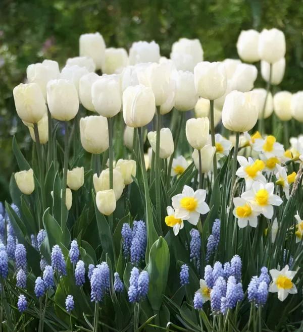 花園鑲邊，增加植物層次，豐富花園景觀