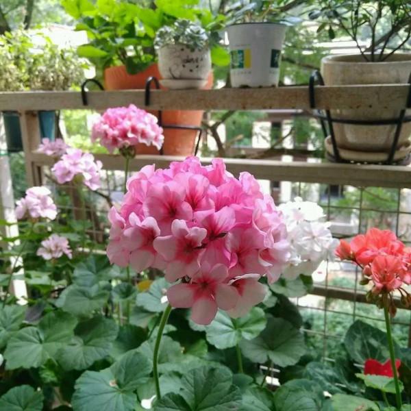 這8種花有顏值，又是“開花勞模”，冬天趕緊養起來