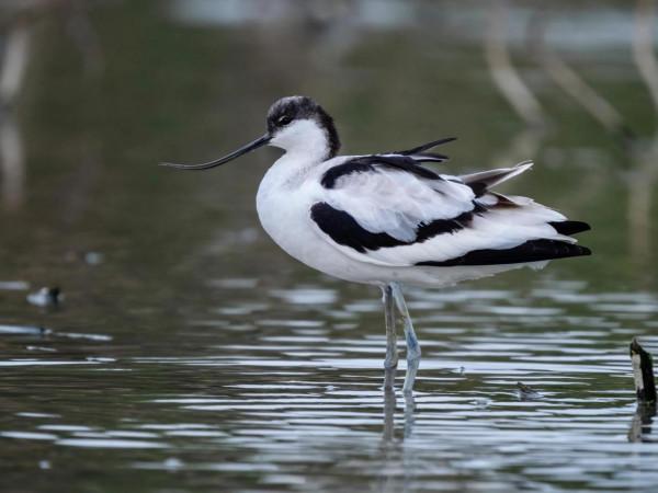 “海底撈”的高手-反嘴鷸 “海底撈”的高手-反嘴鷸