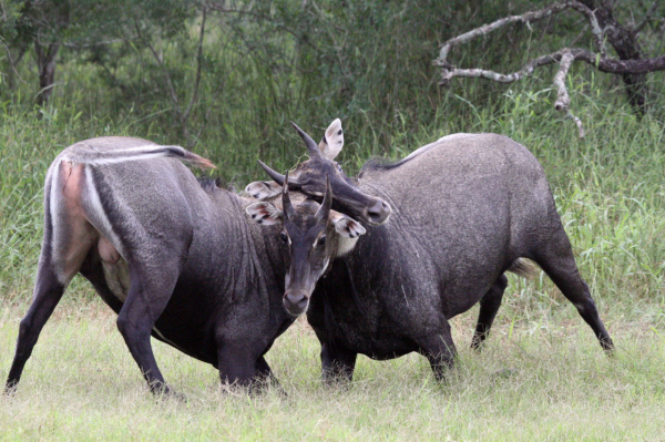 怎麼看都是頭牛，卻號稱全亞洲最大的羊
