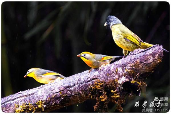 又爾書堂：紅嘴相思鳥一一忠貞愛情的楷模