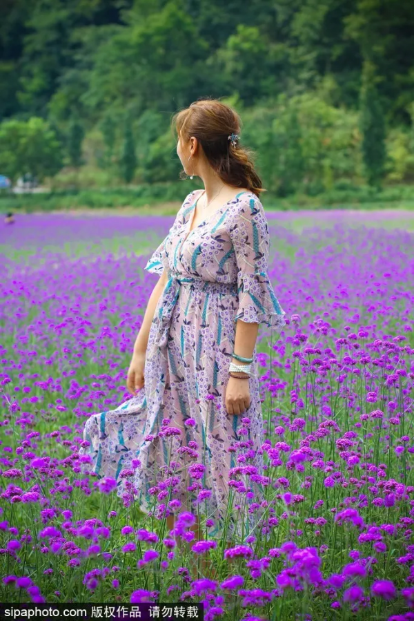 免費!這個浪漫如普羅旺斯的花海,就在咱北京! 免費!這個浪漫如普羅旺斯的花海,就在咱北京!