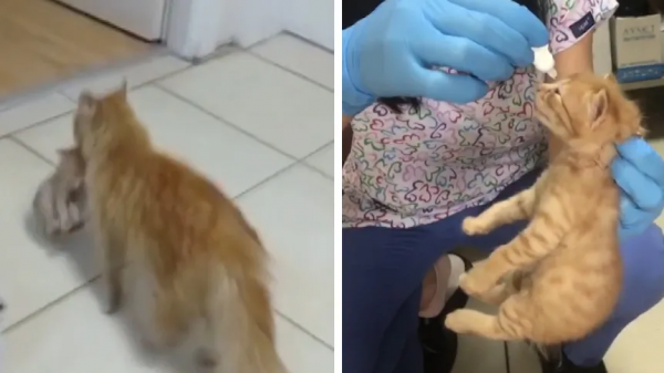 美國一隻小鹿受重傷後，自己前往醫院“搭乘”自動扶梯問診