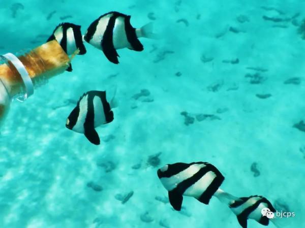 塞班島:為什麼美國唯一把這塊國土對中國人免籤? 塞班島:為什麼美國唯一把這塊國土對中國人免籤?