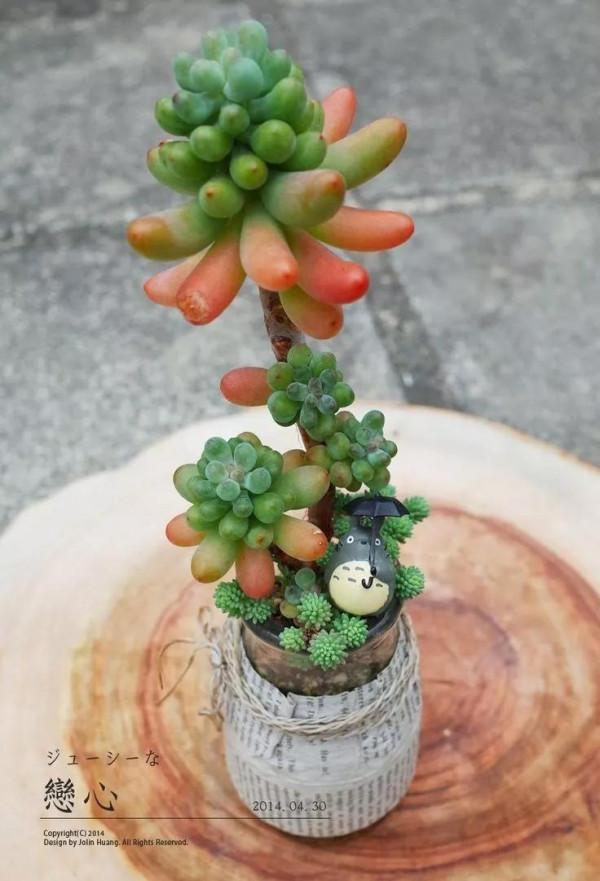 多肉的世界,簡單執著,看看你都見過哪些 多肉的世界,簡單執著,看看你都見過哪些