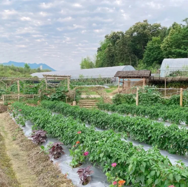 紅色旅遊還能這麼玩？這波操作我給滿分