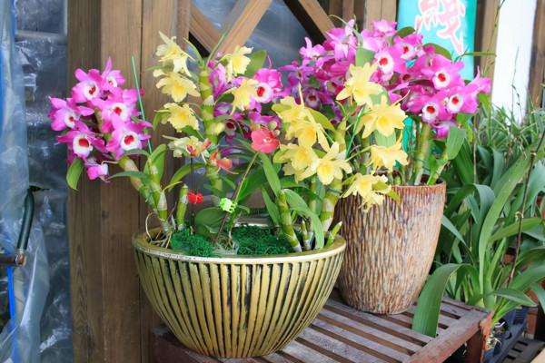 6種洋氣花，天性就喜&OpenCurlyDoubleQuote;陰&rdquo;，沒有大太陽，反而葉美、花大