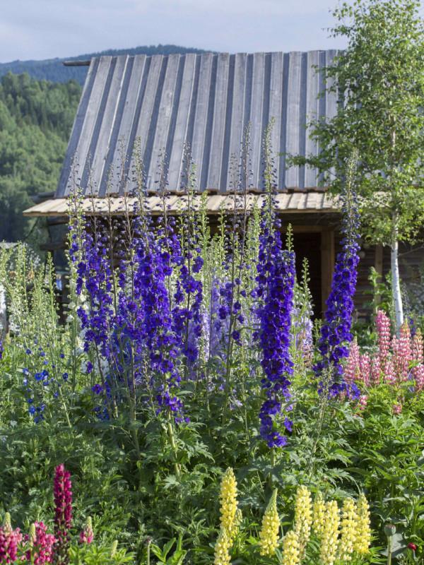 多少人的夢想!湖南姑娘用5年,在新疆禾木打造了個絕美花園 多少人的夢想!湖南姑娘用5年,在新疆禾木打造了個絕美花園