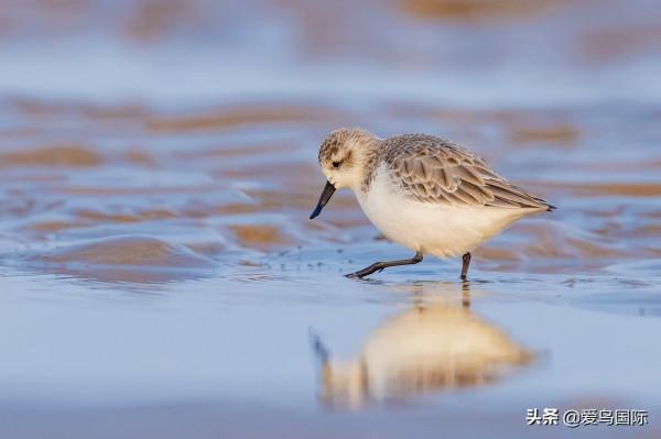 自帶“飯勺”的極危物種 勺嘴鷸