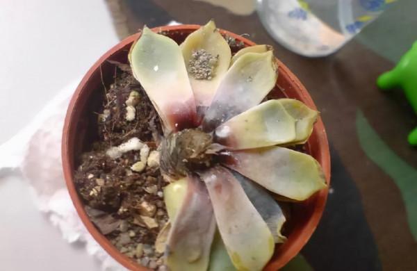 容易因多澆水而死的“18種花”，養不活都是由於手太勤