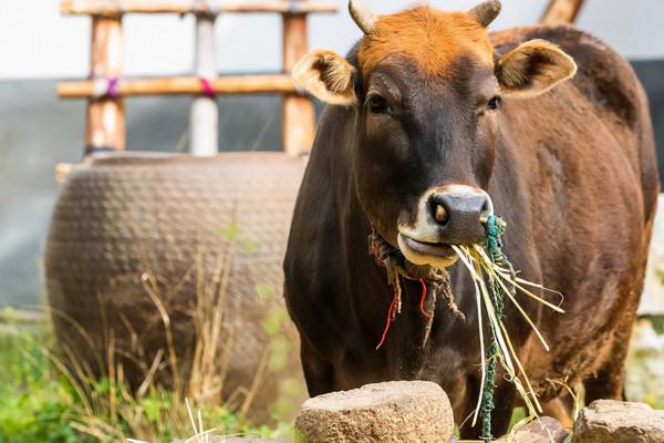 牛喂鹽有什麼好處？牛幾天喂一次鹽最好？牛喂鹽的用法用量請收藏