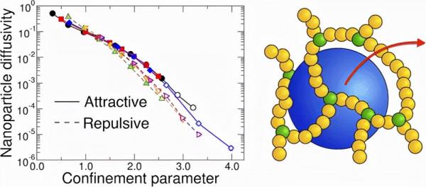 多分散聚合物網路中奈米粒子的動力學:從自由擴散到跳躍 多分散聚合物網路中奈米粒子的動力學:從自由擴散到跳躍