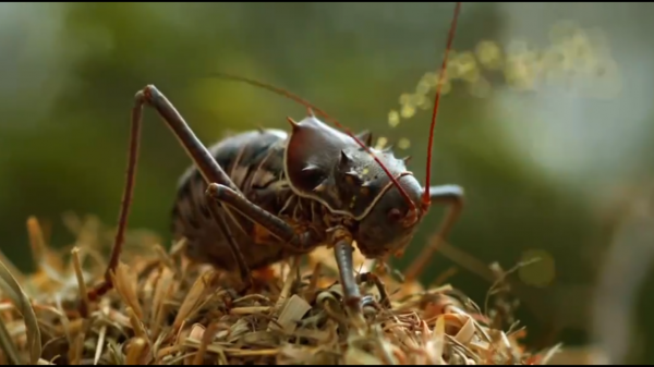 盔甲蟋蟀 敢吃鳥類 真不是一般的膽子大 盔甲蟋蟀 敢吃鳥類 真不是一般的膽子大