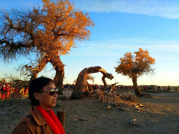 悲涼景觀：怪樹林