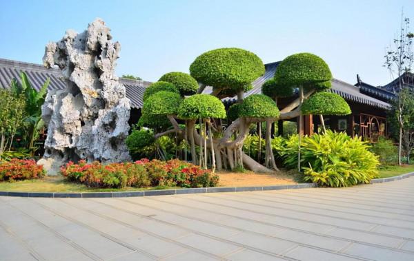 為什麼不建議在院子裡種整形植物