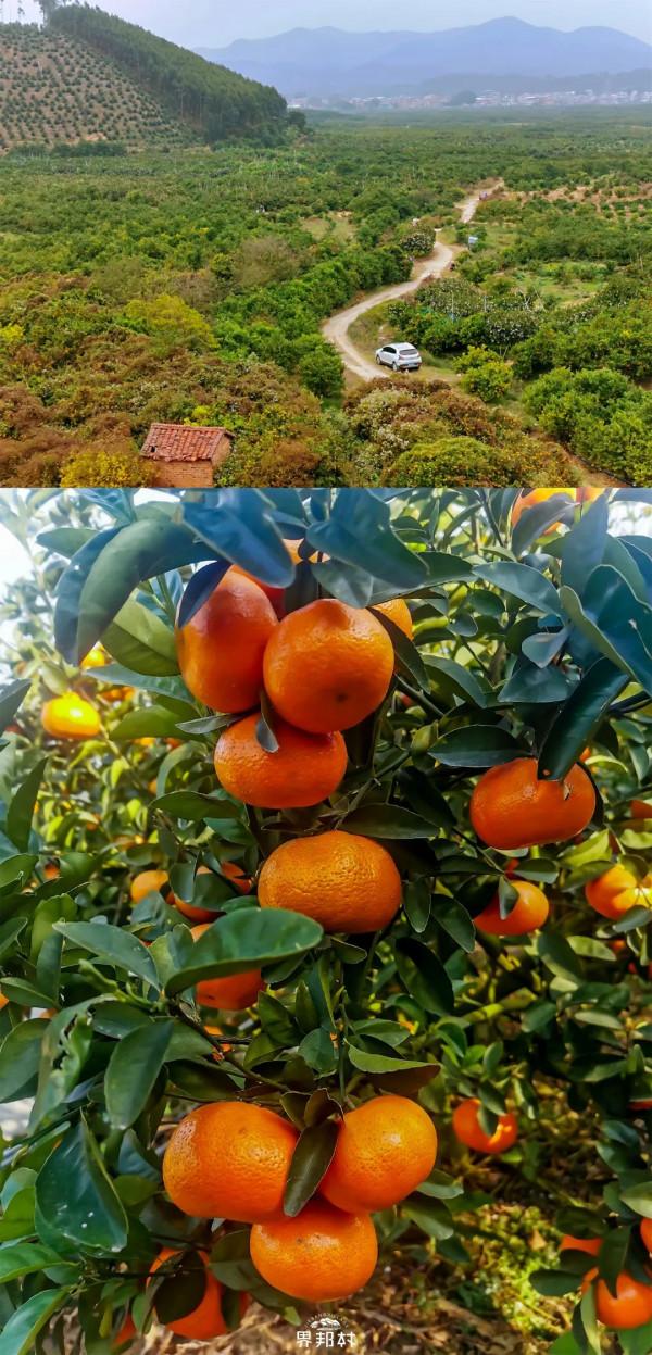 一南一北，中國這兩大水果大省已“水果自由”，到底誰更會吃？