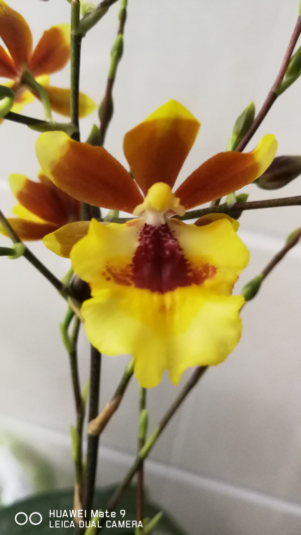 家裡養一盆吉祥蘭,耐陰開花多,還有吉祥好兆頭 家裡養一盆吉祥蘭,耐陰開花多,還有吉祥好兆頭