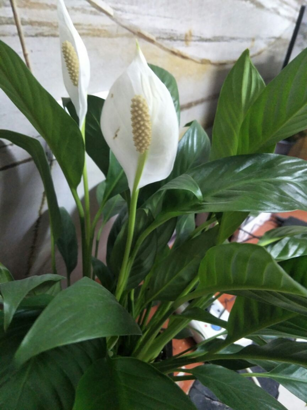 衛生間放4種花，臭味通通跑光，淨化空氣有一手