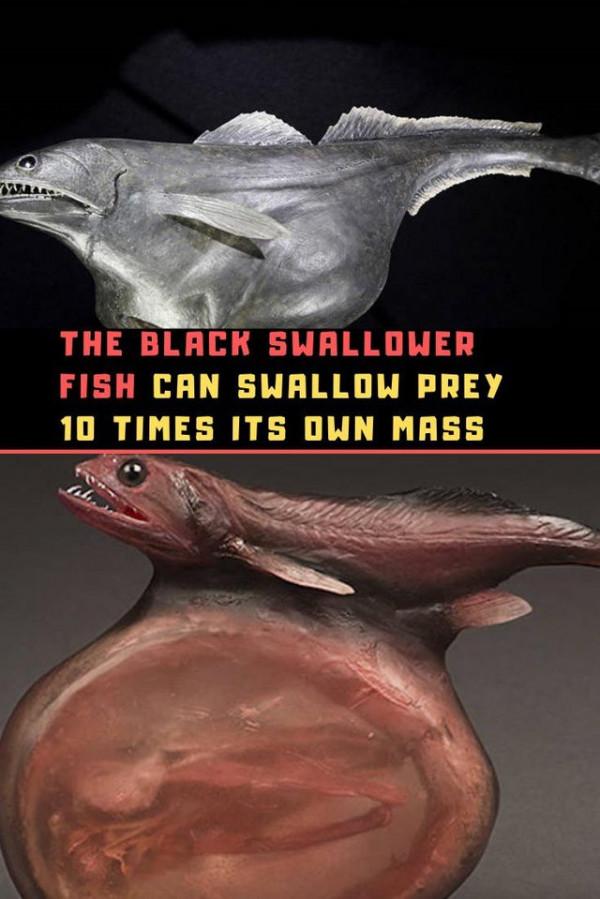 30張活久見的照片，消防員給昏迷的狗做人工呼吸，猩猩戴墨鏡耍酷