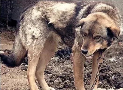 二十年養狗史，一把辛酸淚（記曾經的樂與悲，嘆今日之不可得）