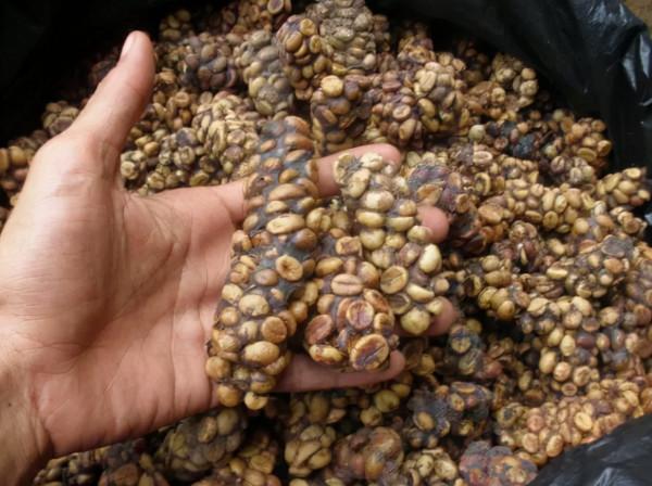 世界上非常昂貴的十種食物 世界上非常昂貴的十種食物