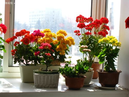 6種&OpenCurlyDoubleQuote;皮實花&rdquo;，管得越少越愛長，養成&OpenCurlyDoubleQuote;大花樹&rdquo;，高檔又貴氣