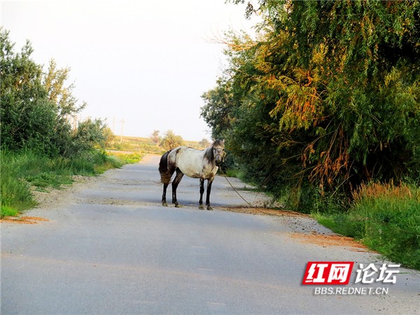 新疆地廣人稀,生活滋潤,有水的地方賽過江南 新疆地廣人稀,生活滋潤,有水的地方賽過江南