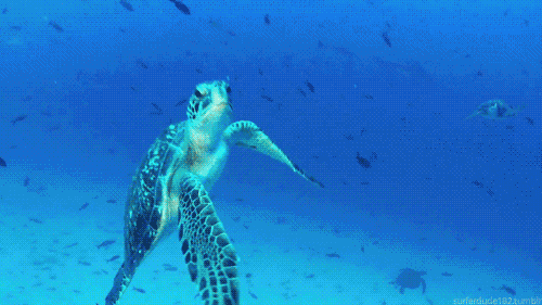 進化論的終極BUG：烏龜，如何成為科學家們的噩夢？