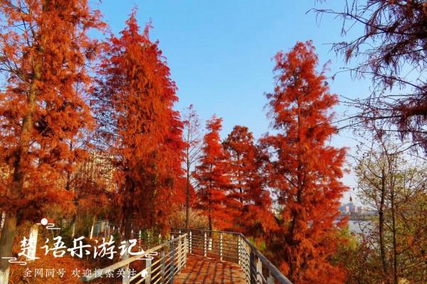 江西有一個千年古縣城，江邊風景美不勝收，紅杉林成為一絕，驚豔