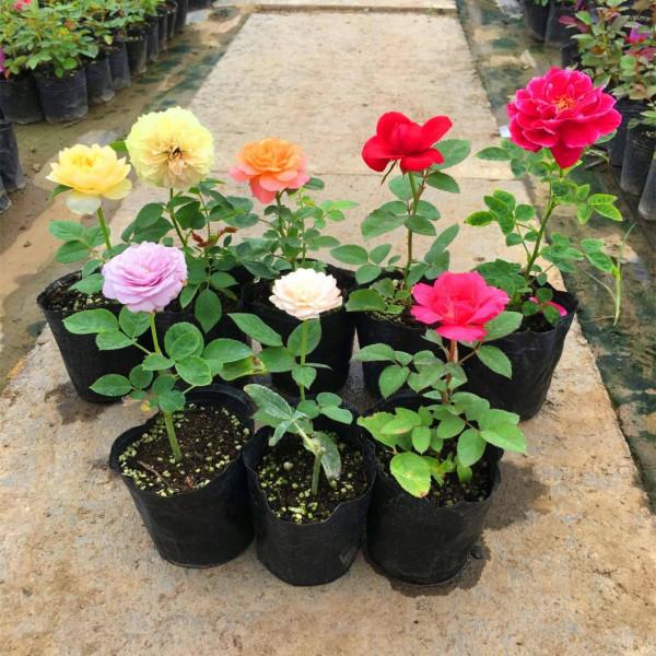 7種“吉利花”，冷天“扦插”更合適，溫度合適“利於”生根