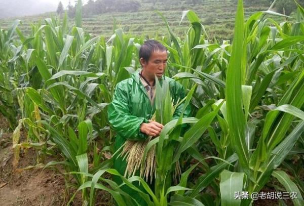 農村俗語:“玉米割掉兩次頭,糧價再低也不愁”,這是咋回事? 農村俗語:“玉米割掉兩次頭,糧價再低也不愁”,這是咋回事?