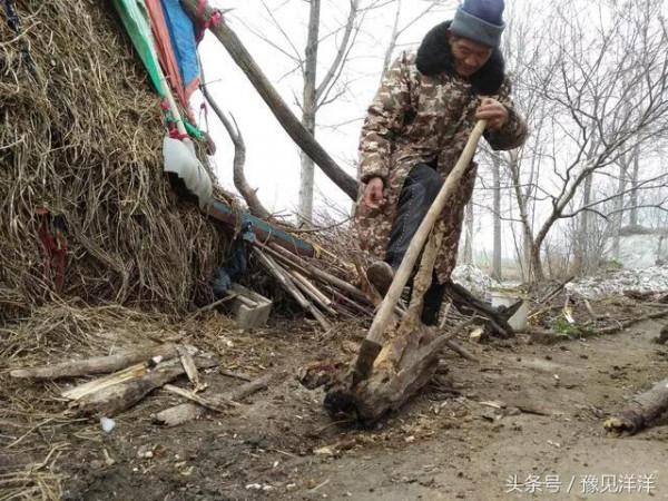 鄉村記憶:劈樹疙瘩,燒劈柴 鄉村記憶:劈樹疙瘩,燒劈柴