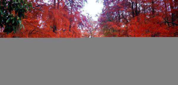 嘗秋正當時,錯過再等一年 嘗秋正當時,錯過再等一年