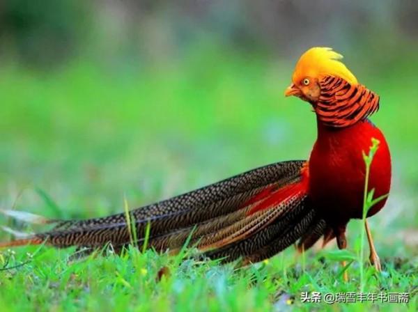 美麗的錦雞難得一見啊