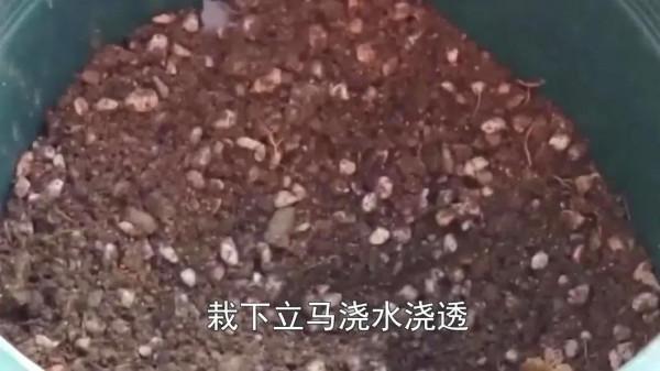 爺爺說這種植物被稱為植物界的大熊貓，一年四季開花不斷