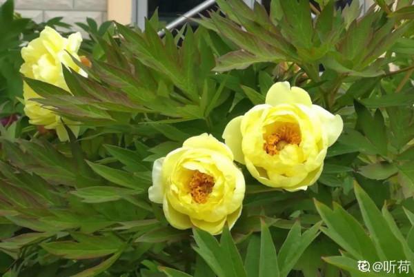 10種花不怕冷,先別搬進屋,放外面凍一凍,開花更旺 10種花不怕冷,先別搬進屋,放外面凍一凍,開花更旺