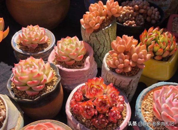 溫度4-20℃多肉露養上色快,不過我們要注意4點,以免多肉出問題 溫度4-20℃多肉露養上色快,不過我們要注意4點,以免多肉出問題