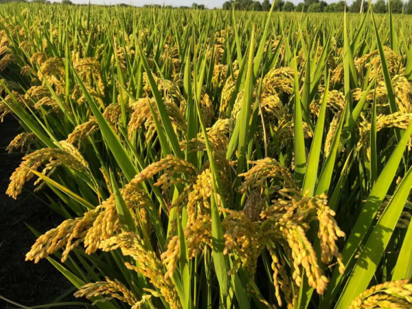 軟米稻品種寧香粳9號：早熟高產品質好，米飯口感軟，香味獨特