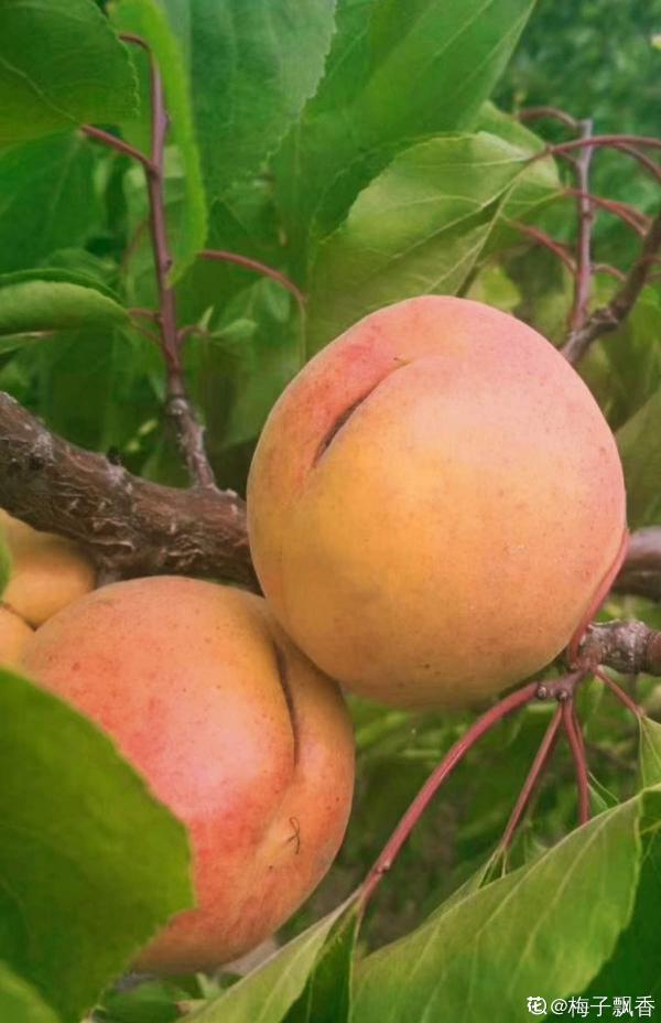 買花別再被騙了!4個花市常見騙局,你遇到過幾個 買花別再被騙了!4個花市常見騙局,你遇到過幾個