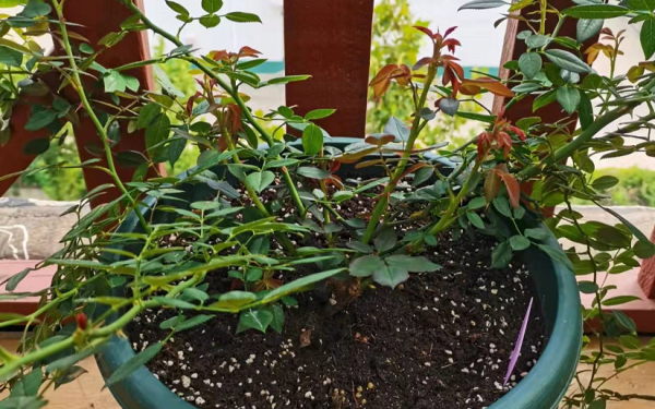 月季“平安過冬”小妙招：抓住這“3點”，來年開花更早更多