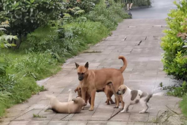 小狗有這“六個舉動”,證明它把你當“狗媽媽”了 小狗有這“六個舉動”,證明它把你當“狗媽媽”了