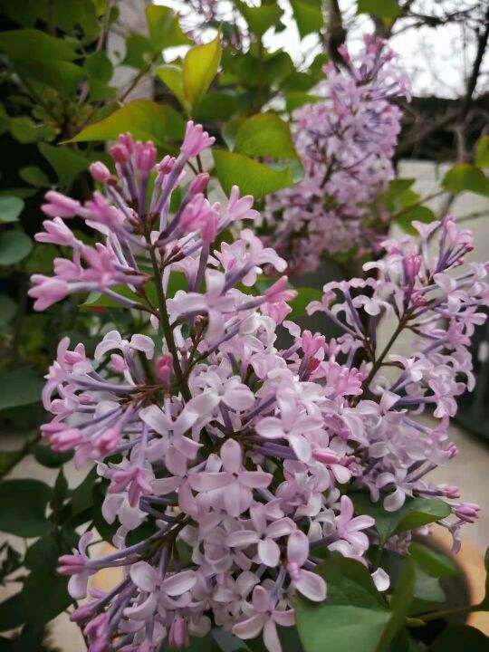 耐寒花清單，10種花能耐零下15度，秋冬養正合適