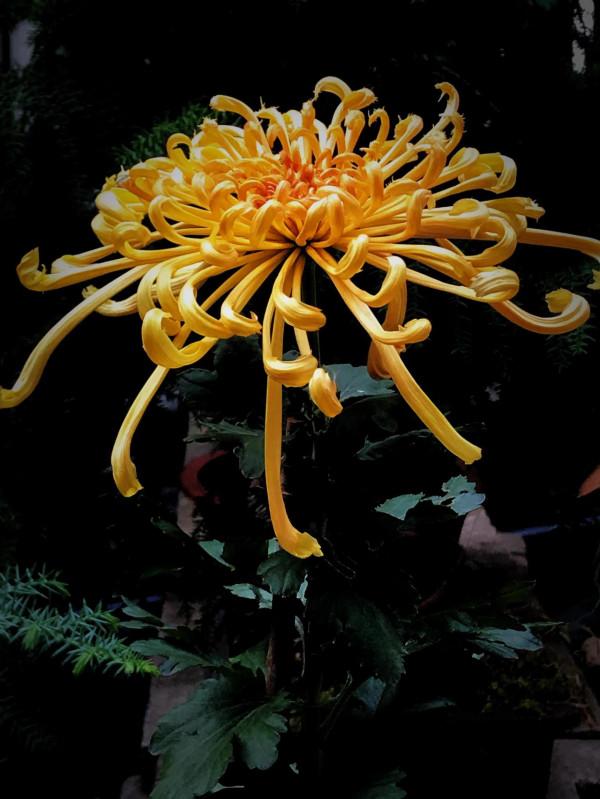 梅、蘭、竹、菊四君子的排名