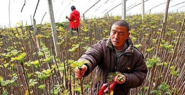 山東一對農民夫婦種植反季香椿一年收入幾十萬 山東一對農民夫婦種植反季香椿一年收入幾十萬