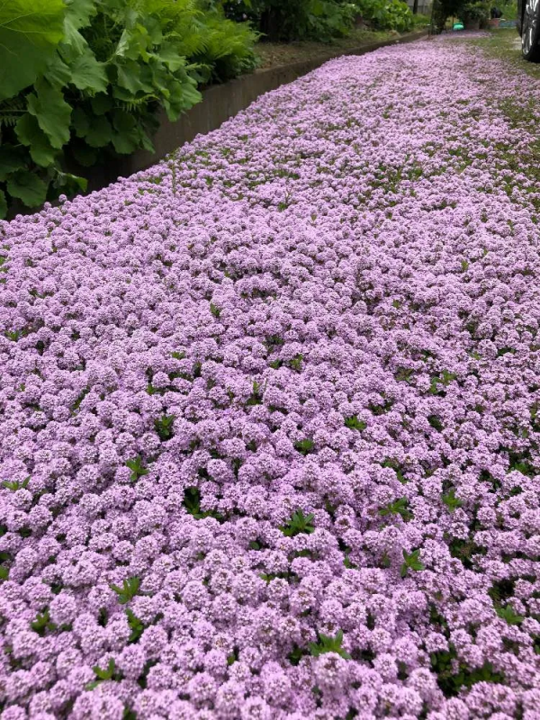 7種最好用的地被植物：豐富花境花園色彩，控制雜草